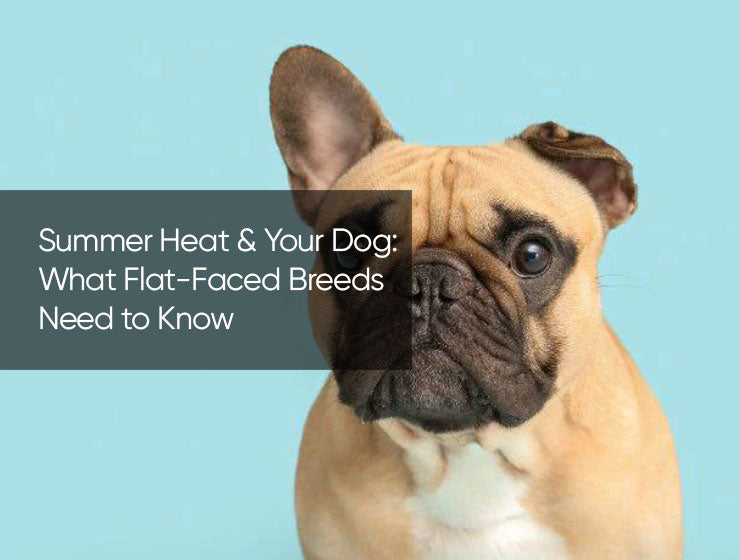 Summer Heat & Your Dog: What Flat-Faced Breeds Need to Know