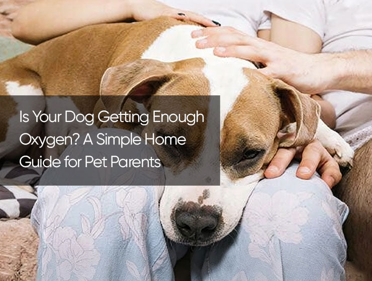 Is Your Dog Getting Enough Oxygen? A Simple Home Guide for Pet Parents