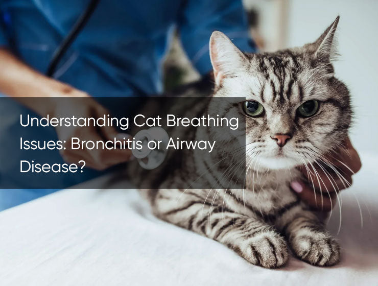 Understanding Cat Breathing Issues: Bronchitis or Airway Disease?