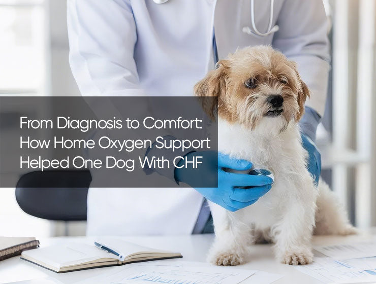 From Diagnosis to Comfort: How Home Oxygen Support Helped One Dog With CHF