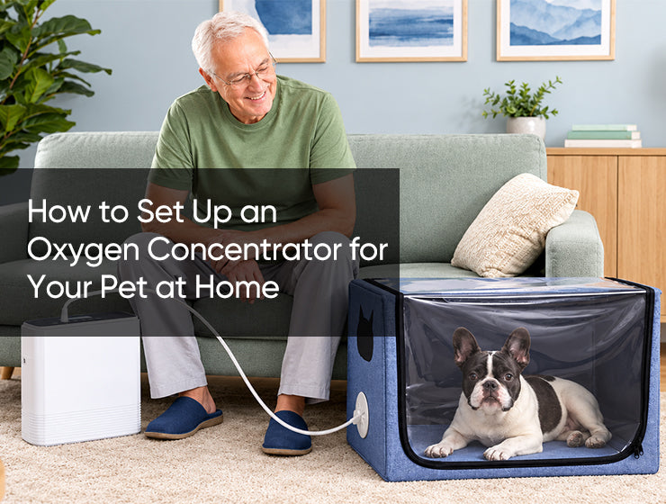 How to Set Up an Oxygen Concentrator for Your Pet at Home