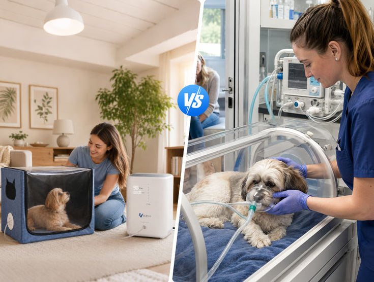 At-Home Oxygen VS. Hospital Oxygen Support for Pet Care